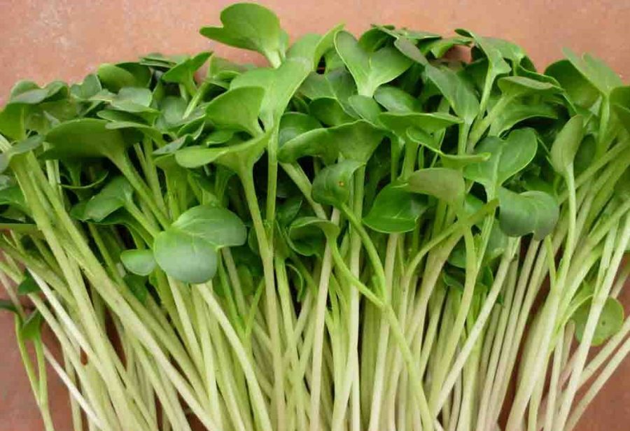 Sử dụng viên đất nung trồng rau mầm cực dễ