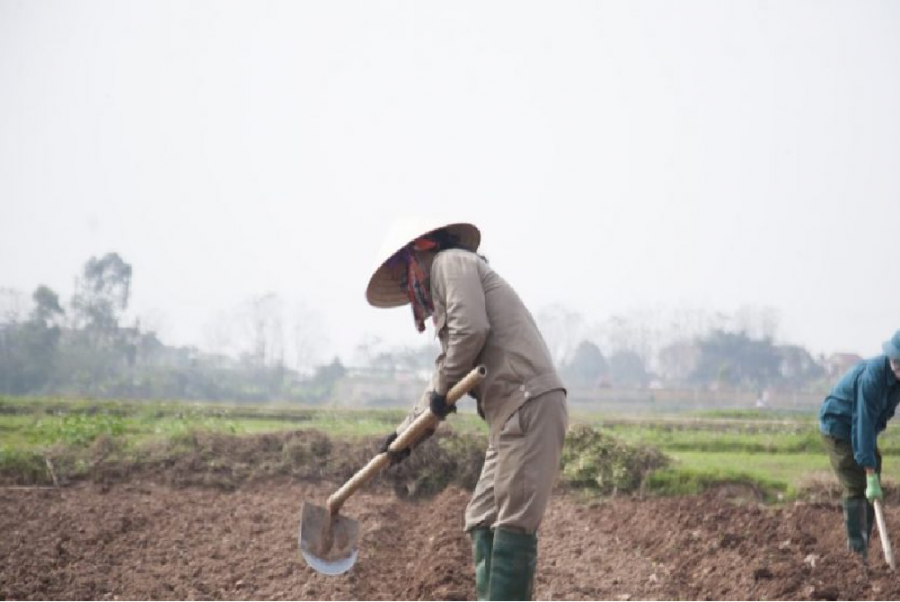 sử dụng vôi bột cải tạo đất đơn giản hiệu quả cao 2