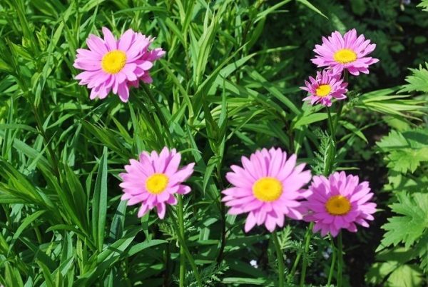 Trộn đất trồng cây hương thảo cực đơn giản hiệu quả 1