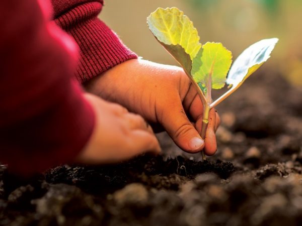 Tại sao nên bón vôi bột cho cây trồng 3