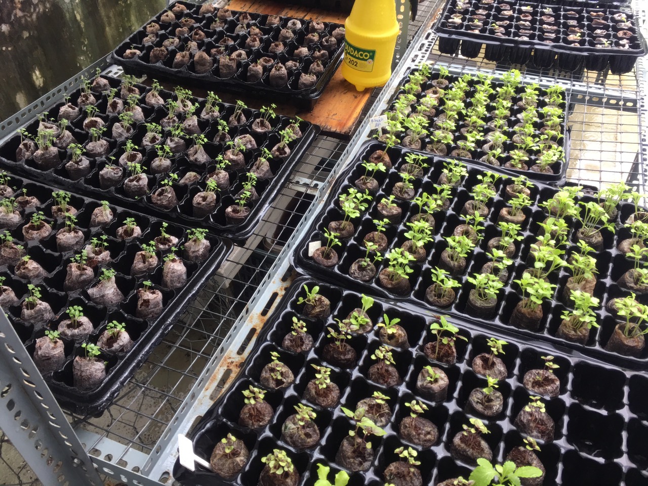 Viên nén xơ dừa ươm cây là gì - Cách sử dụng viên nén xơ dừa 2