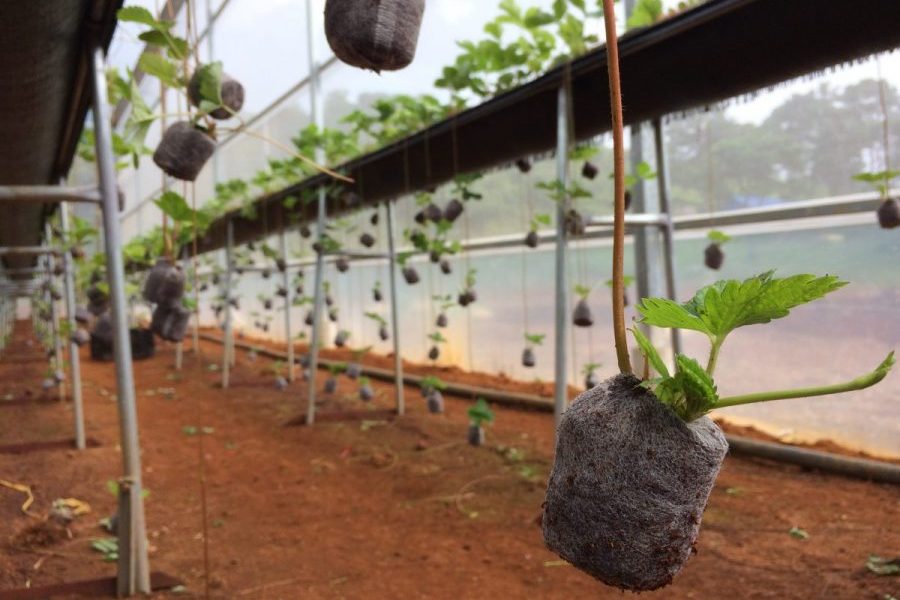 Viên nén xơ dừa ươm cây là gì - Cách sử dụng viên nén xơ dừa