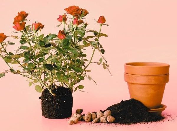 công dụng của viên đất nung trồng cây 2