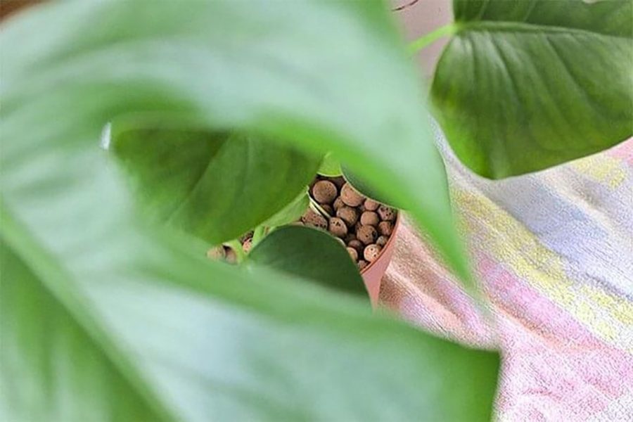 công dụng của viên đất nung trồng cây