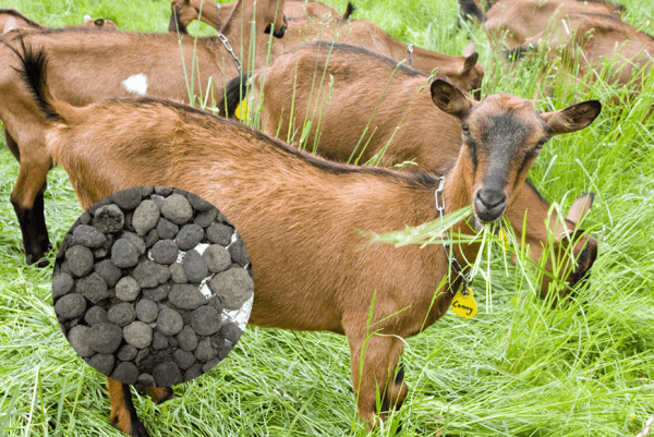 cải tạo đất bạc màu bằng phân chuồng 2