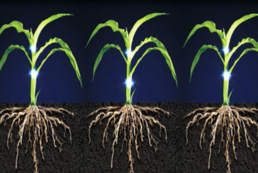 cải tạo đất bạc màu bằng phân vi sinh 1