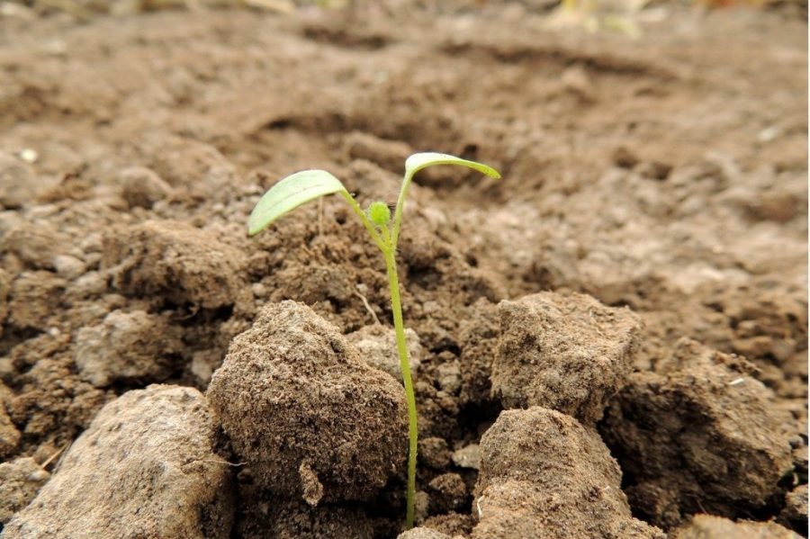 cải tạo đất bạc màu bằng phân đạm cá