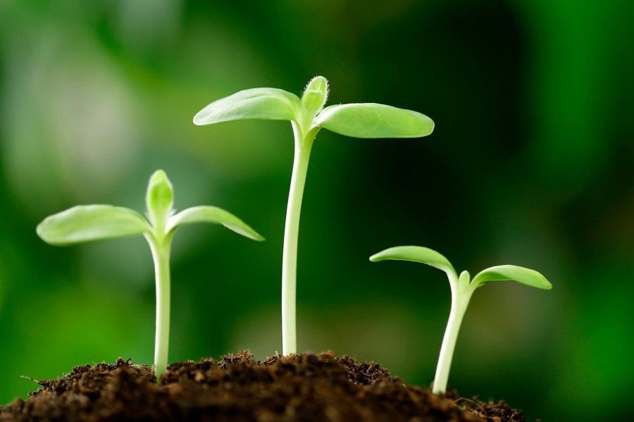 cải tạo đất chua bằng vôi bột