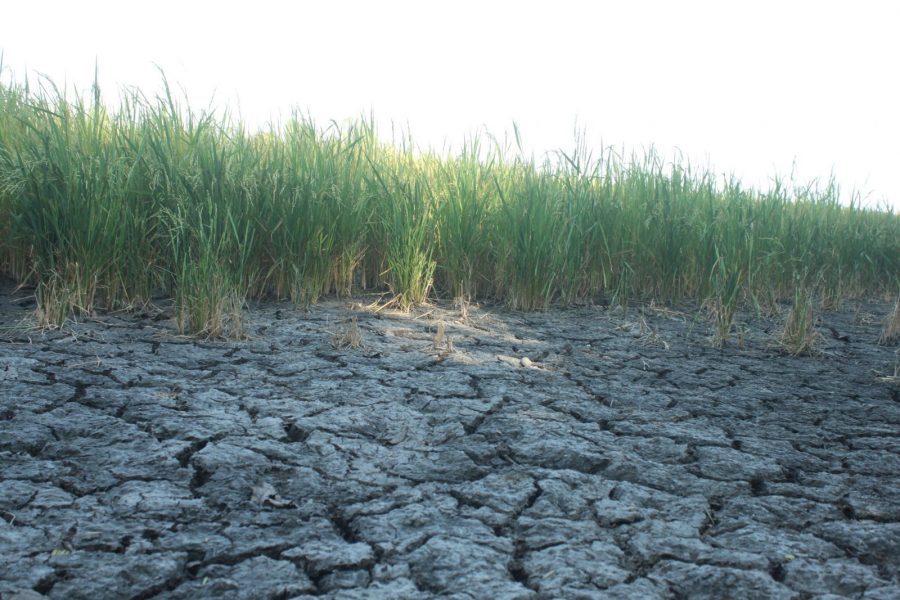 cải tạo đất mặn bằng vôi bột 1