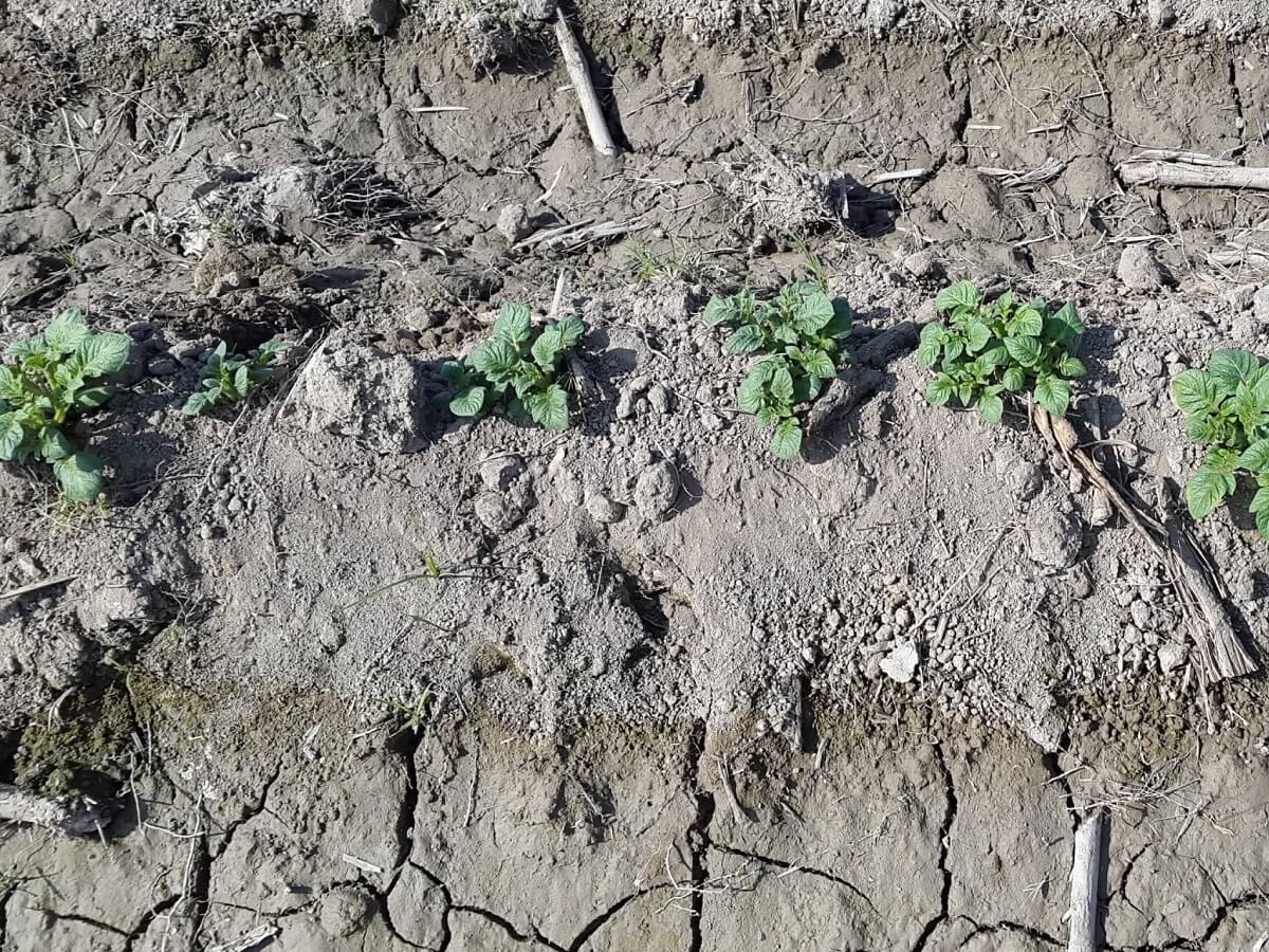 cải tạo đất mặn bằng vôi bột 2