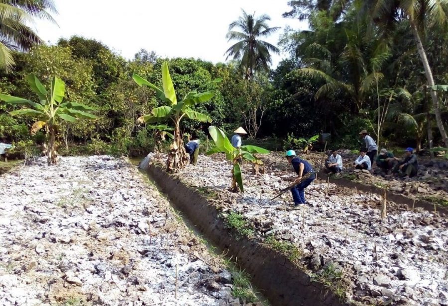cải tạo đất mặn bằng vôi bột 3