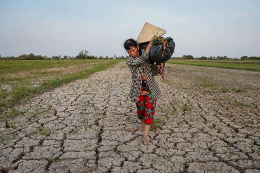 cải tạo đất mặn bằng vôi bột