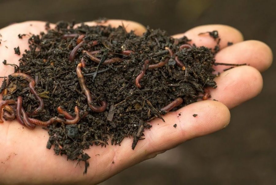 vai trò của phân trùn quế trong cải tạo đất trồng