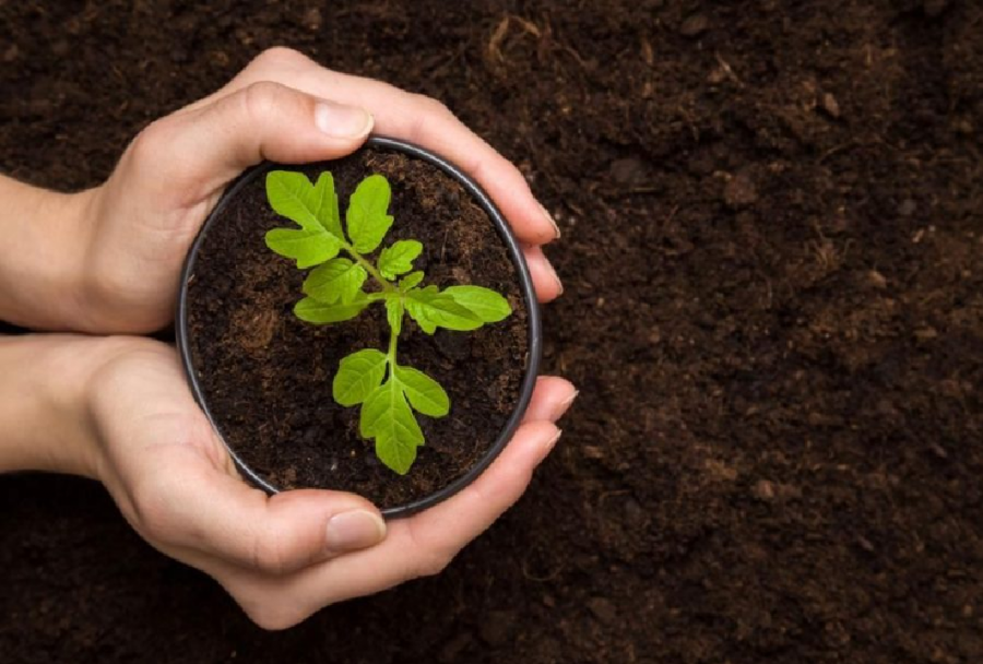 vai trò của phân vi sinh trong cải tạo đất trồng