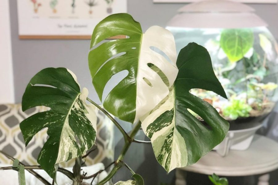 viên đất nung trồng cây monstera 3
