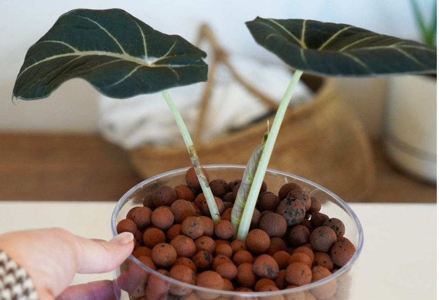 viên đất nung trồng cây monstera