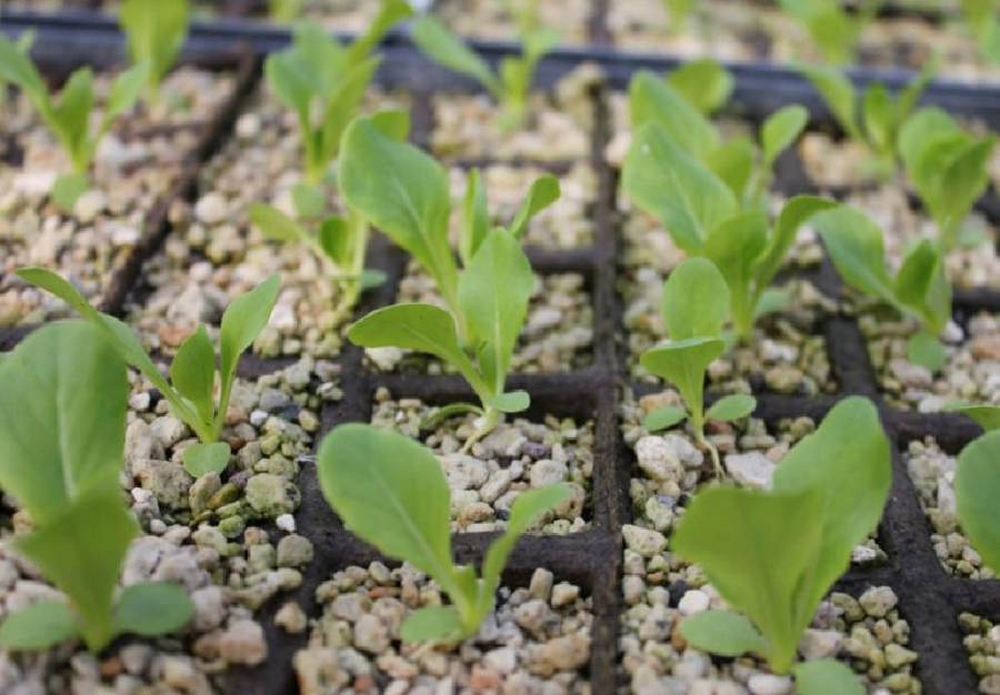 Đá Pumice cải tạo đất đơn giản hiệu quả cao 1