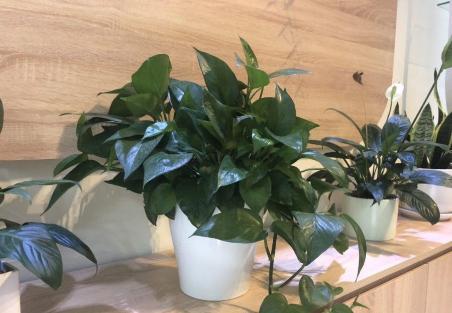 Đất trồng cây vạn niên thanh tốt nhất, bạn đã thử chưa?