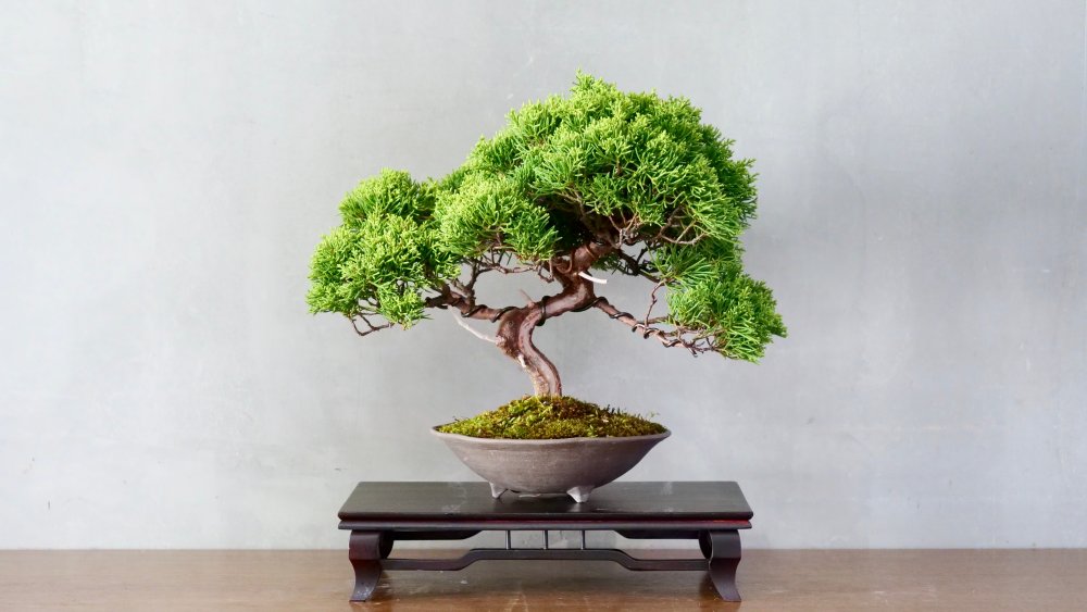 5 yếu tố quan trọng nhất của đất trồng cây bonsai 1