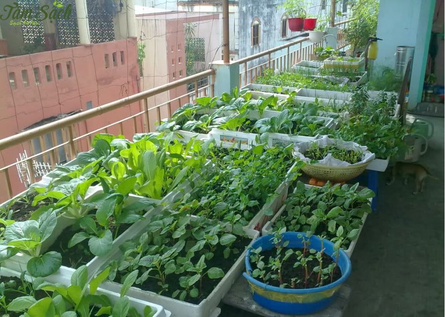 Bật mí cách trộn đất trồng rau trong thùng xốp đơn giản, hiệu quả