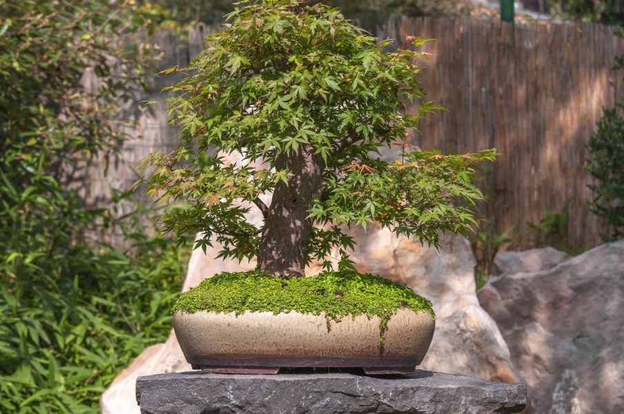 Chia sẻ cách chọn đất trồng cây bonsai từ kinh nghiệm thực tế