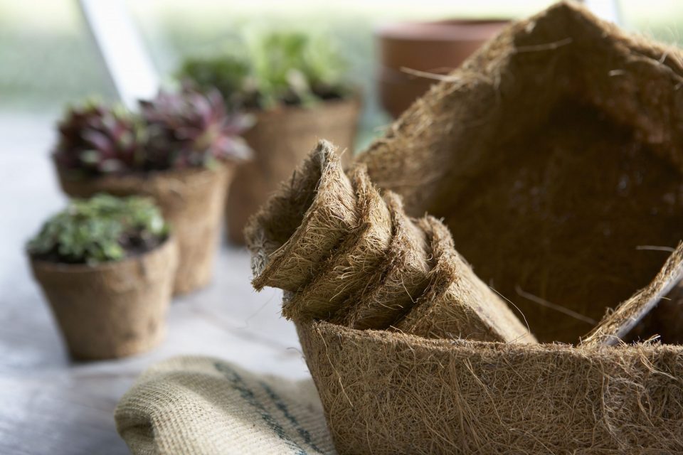 Chậu xơ dừa trồng cây — Giải pháp tối ưu bảo vệ môi trường