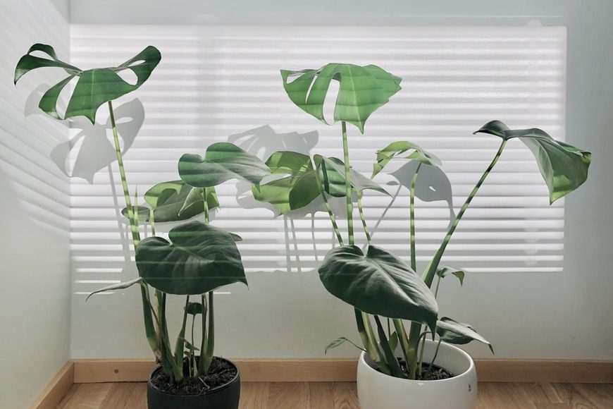 Chọn đất trồng cây trong nhà tốt nhất cho nhà vườn 2