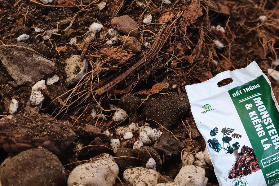 Chọn đất trồng cây trong nhà tốt nhất cho nhà vườn