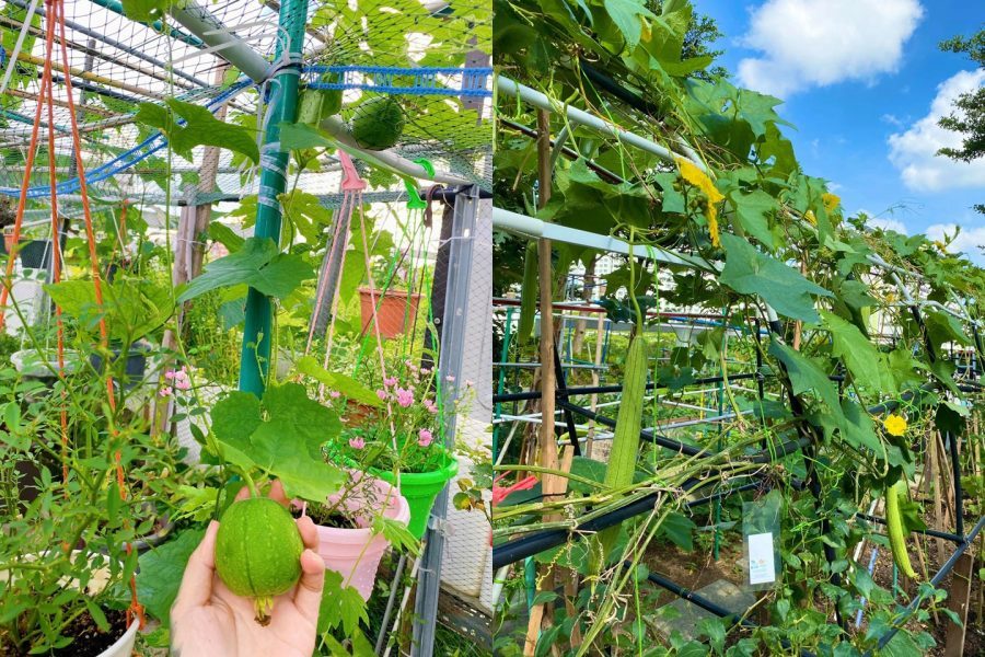 Các biện pháp xử lý đất trồng rau bị nấm vi khuẩn