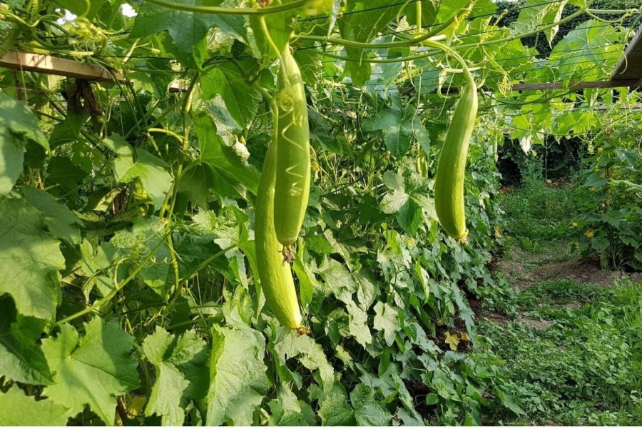 Các phương pháp cải tạo đất trồng rau hiệu quả nhất 1