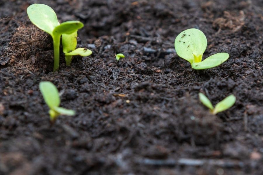 Các phương pháp cải tạo đất trồng rau hiệu quả nhất