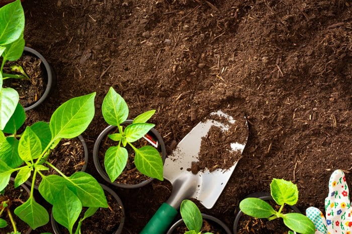 Cách làm đất trồng rau trong thùng xốp đơn giản, hiệu quả 2