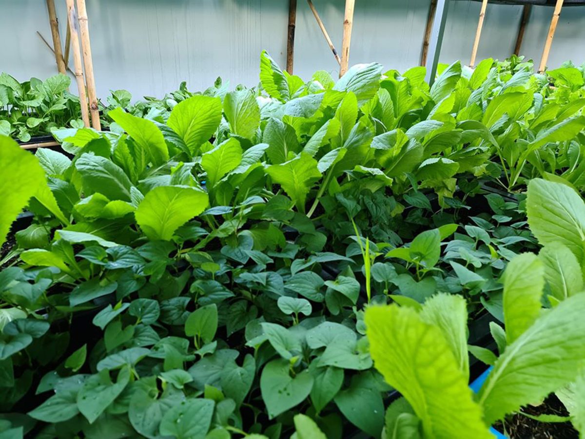 Cải tạo đất trồng rau sau thu hoạch