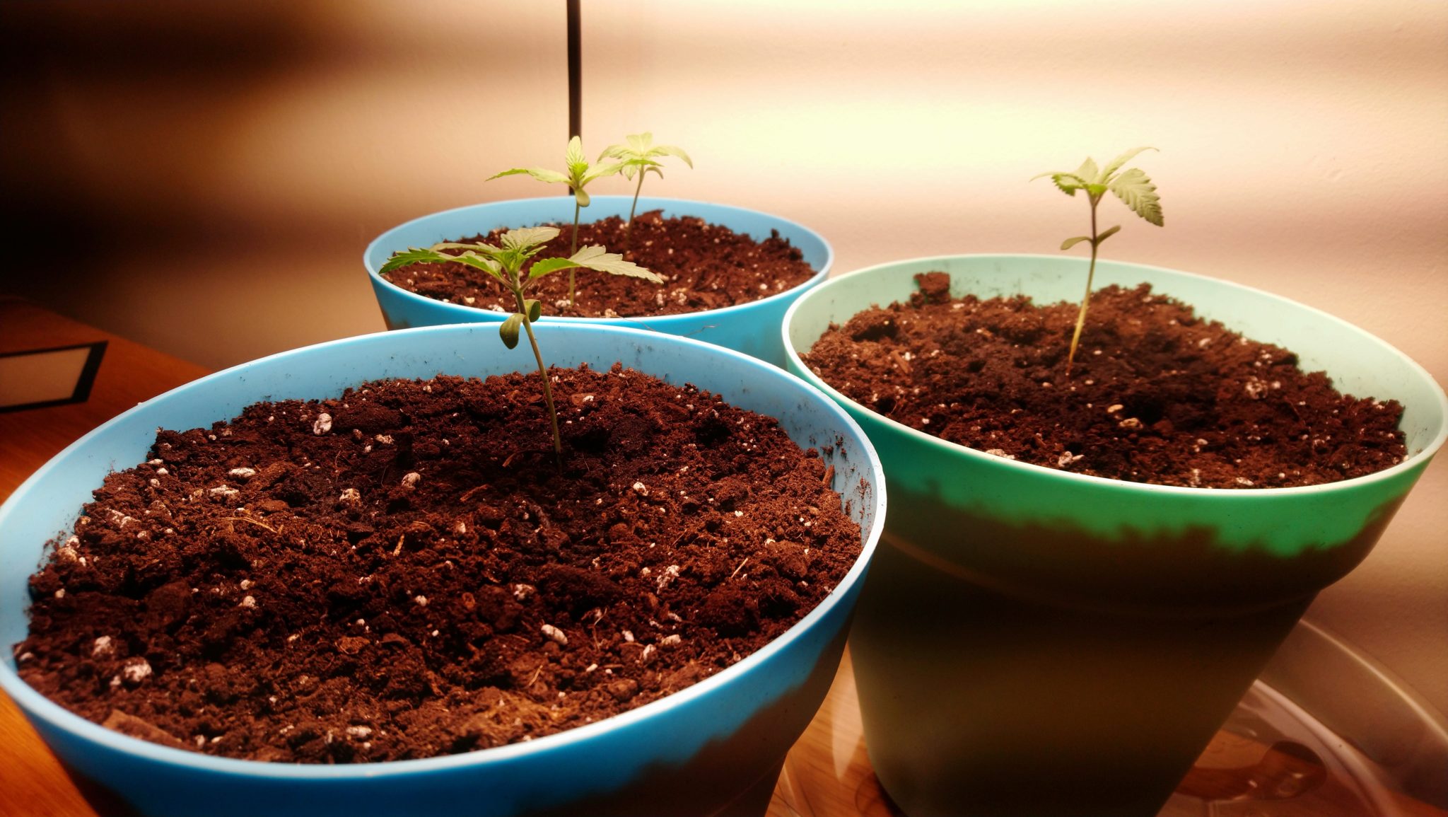 Hướng dẫn cách ủ xơ dừa bằng chế phẩm sinh học cho nhà nông