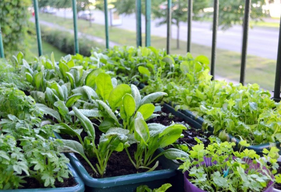 Hướng dẫn bón phân cho đất trồng rau sạch tại nhà