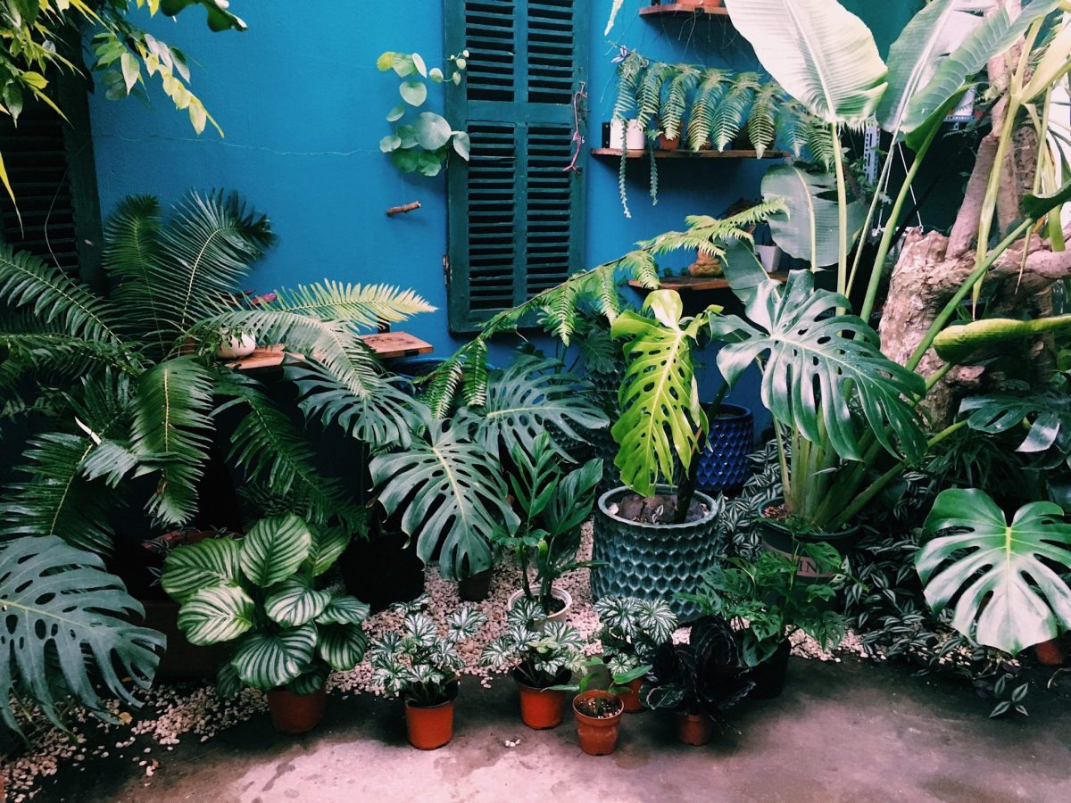 Hướng dẫn cách trộn đất trồng Monstera cao cấp