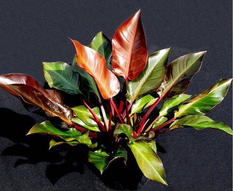 Hướng dẫn cách trộn đất trồng cây Trầu bà đơn giản cho người mới bắt đầu 1