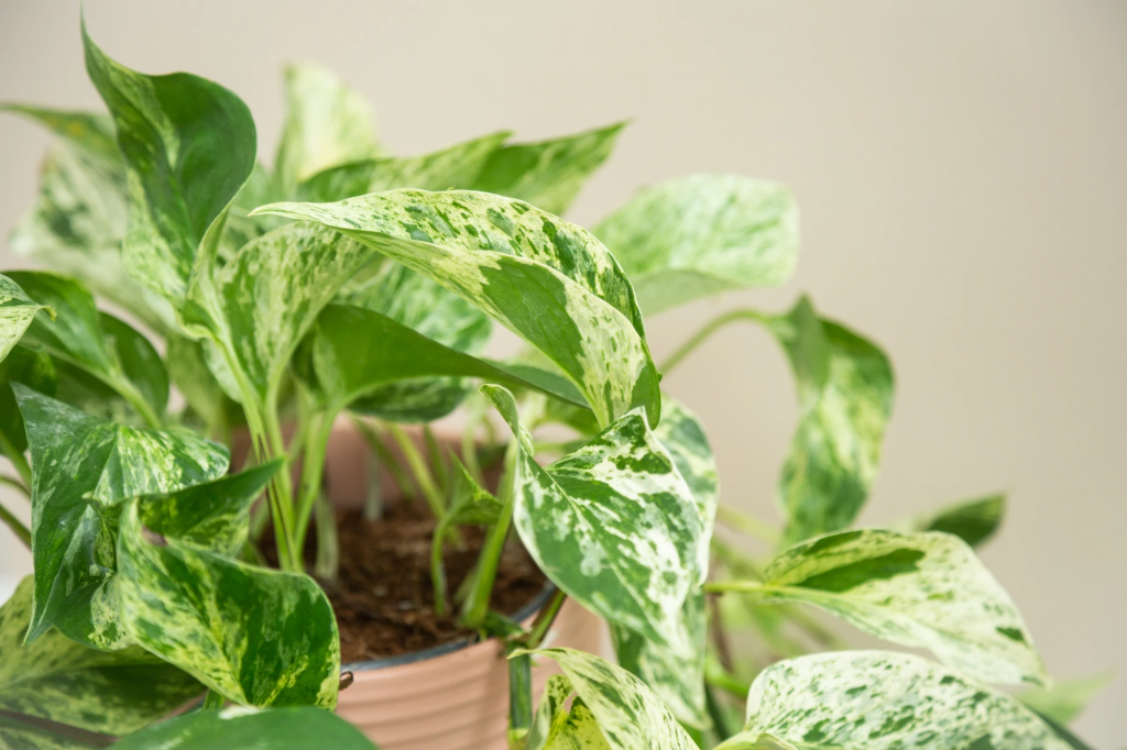 Hướng dẫn cách trộn đất trồng cây Trầu bà đơn giản cho người mới bắt đầu 2