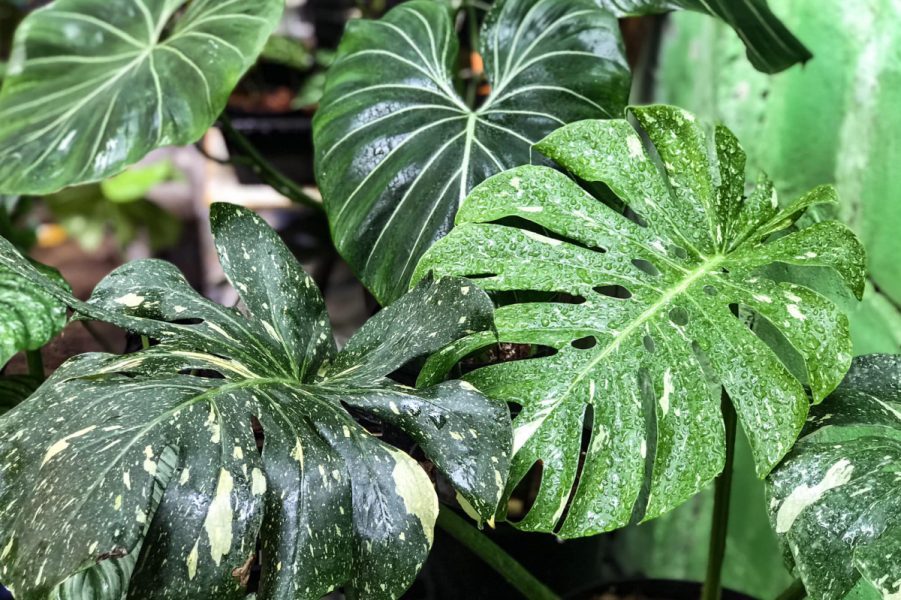 Hướng dẫn cách trộn đất trồng cây Trầu bà đơn giản cho người mới bắt đầu