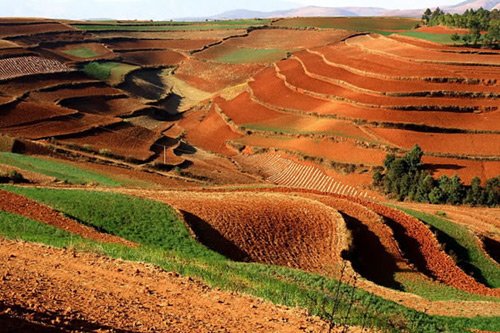 Hướng dẫn trồng hoa hồng trên đất bazan hiệu quả bất ngờ 1