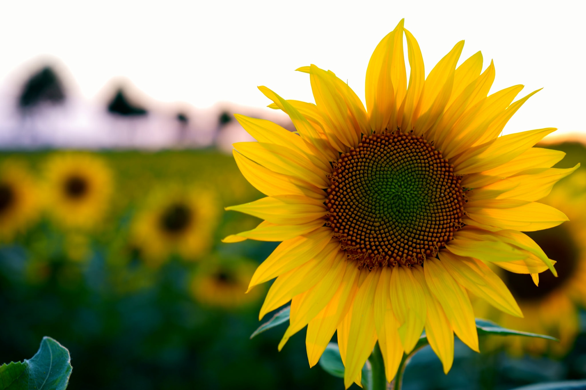 Hướng dẫn trộn đất trồng hoa hướng dương chơi Tết cực đẹp 1