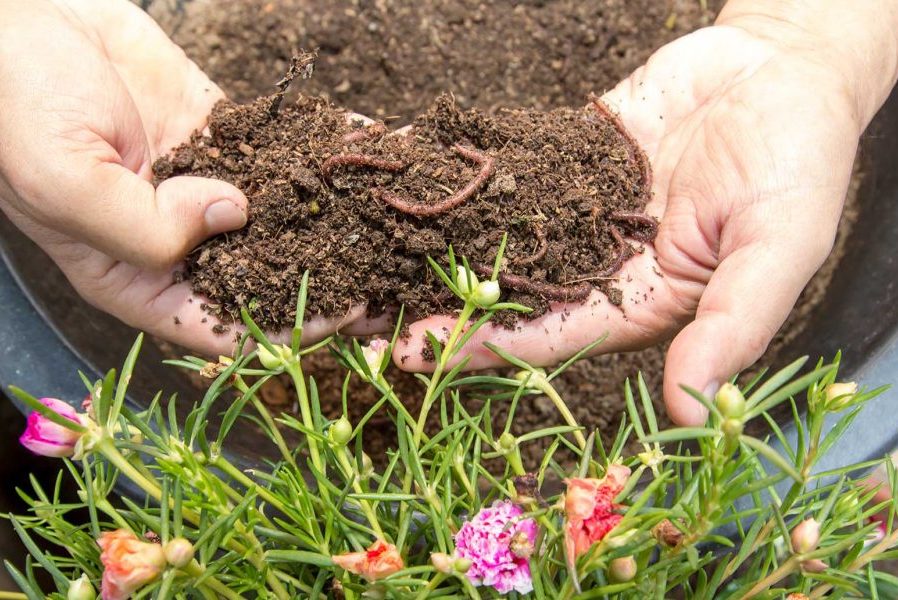 Khái niệm phân trùn quế dạng viên và cách sử dụng