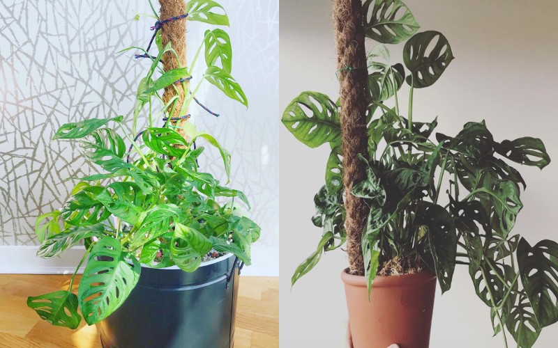 Làm cột cho cây Trầu Bà leo bằng thảm xơ dừa đơn giản tại nhà 2