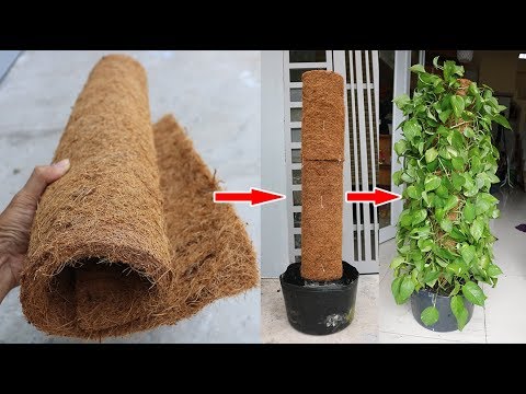 Làm cột cho cây Trầu Bà leo bằng thảm xơ dừa 4