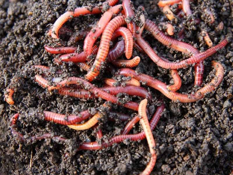 Làm đất trồng rau sạch với phân trùn quế đơn giản tại nhà 1