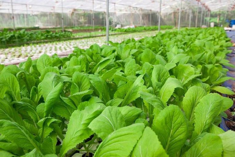 Làm đất trồng rau sạch với phân trùn quế đơn giản tại nhà 2