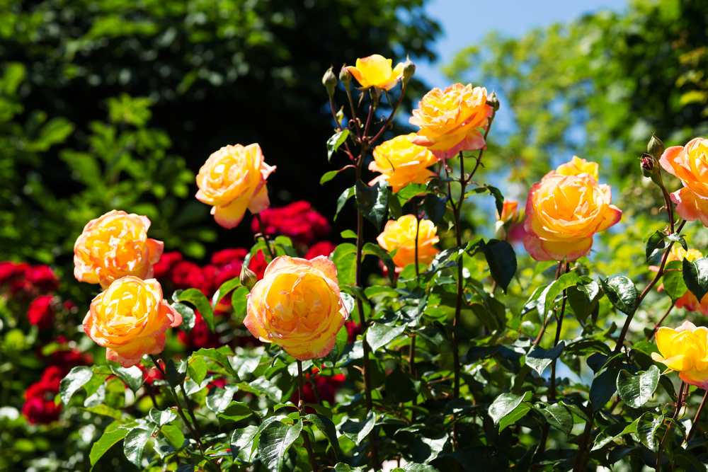 Mẹo thay đất trồng cho hoa hồng trồng chậu đơn giản cho các tay chơi 1