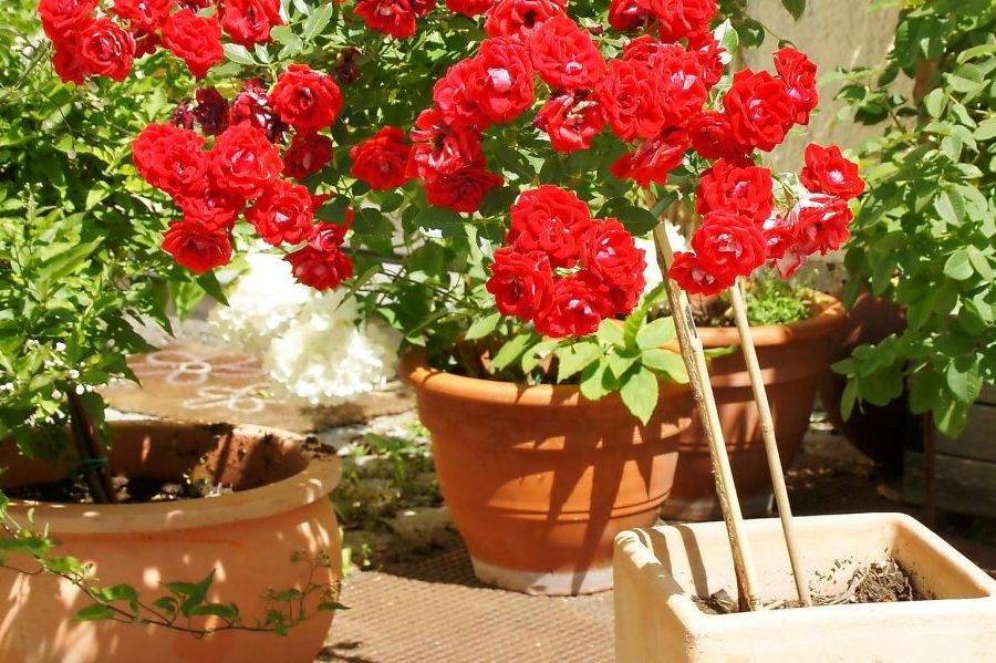 Mẹo thay đất trồng cho hoa hồng trồng chậu đơn giản cho các tay chơi
