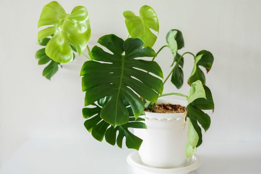 Mua đất trồng Monstera tốt nhất cho nhà vườn 2