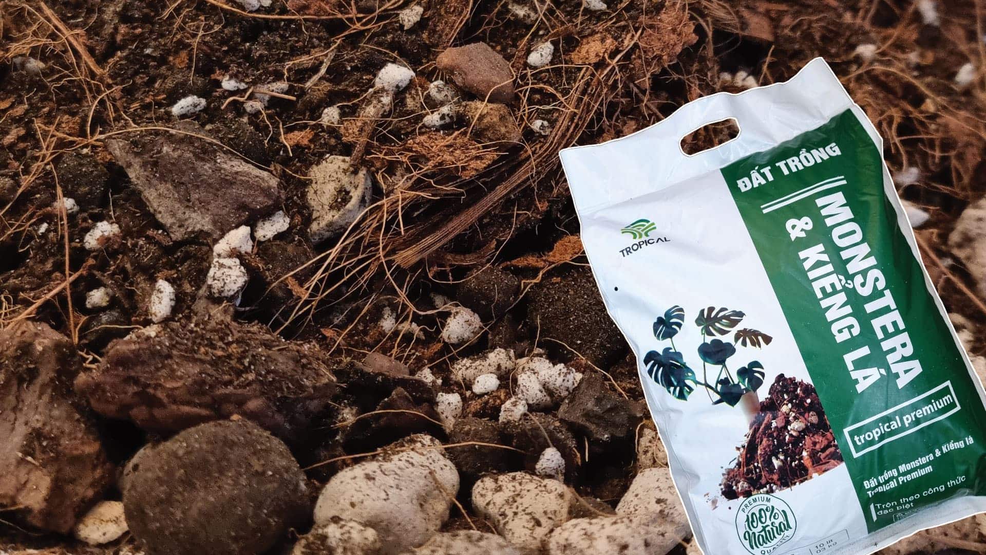 Mua đất trồng Monstera tốt nhất cho nhà vườn 3